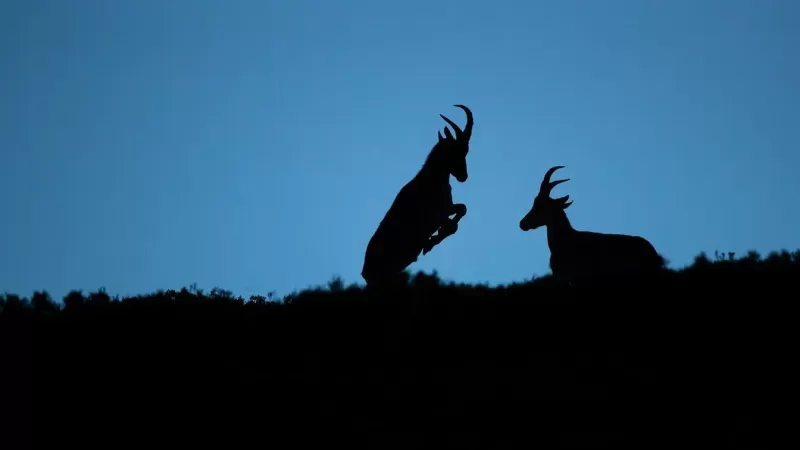 نحوه ثبت تصاویر حیات وحش در نور کم نحوه ثبت تصاویر حیات وحش در نور کم